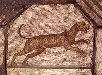 Un léopard, détail d